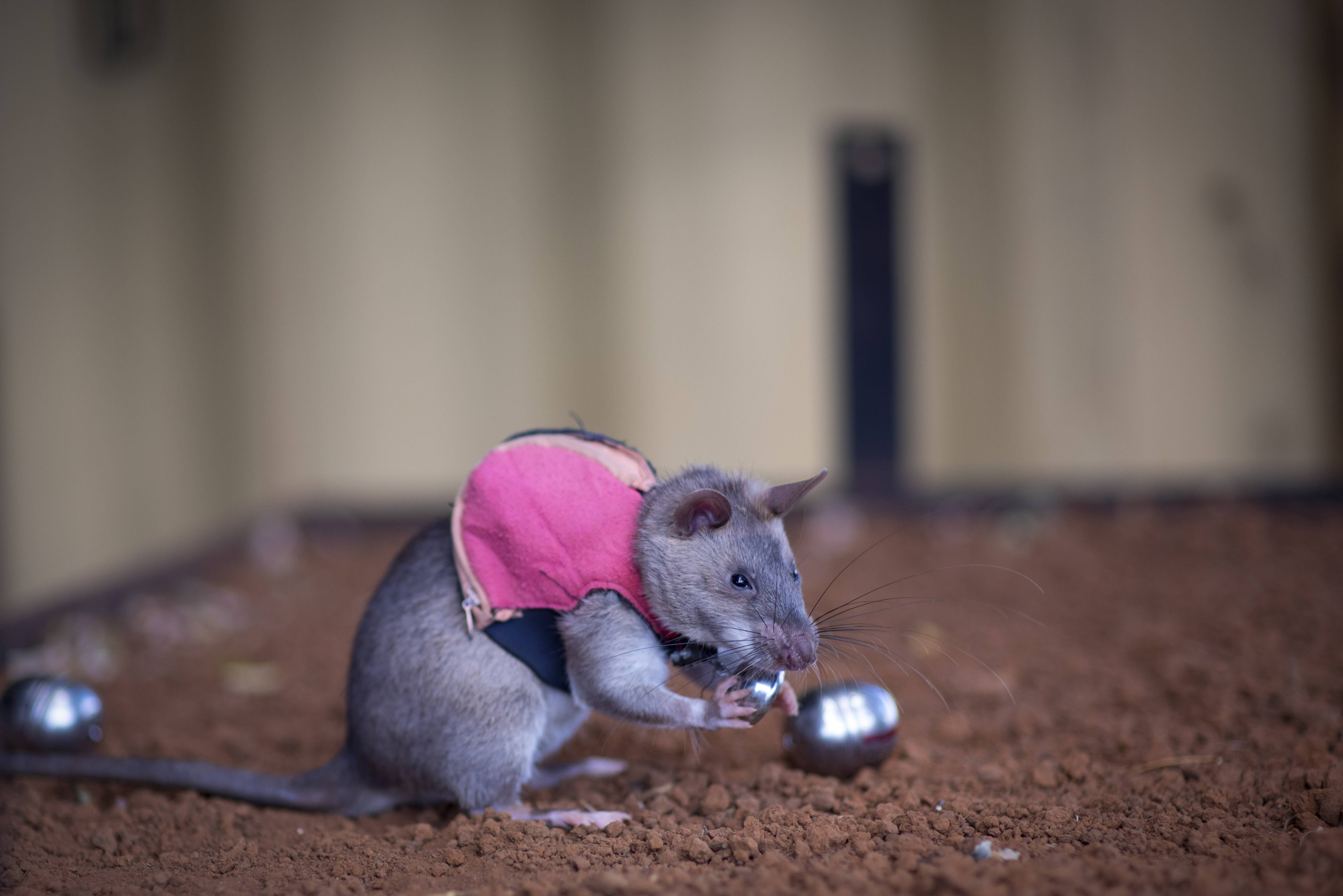 Rat in pink vest with a metal ball attached to it.