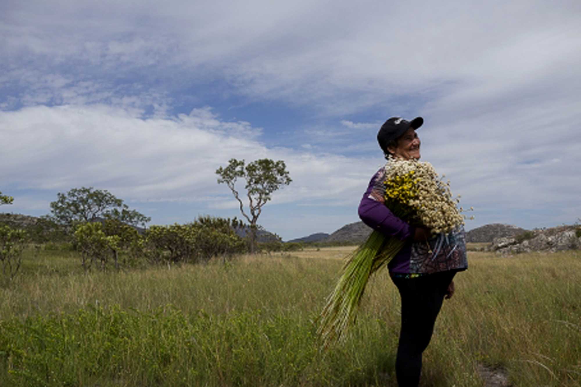 Sempre-vivas flower gatherers in Brazil
