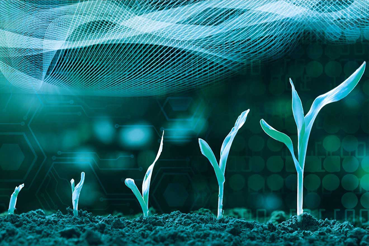 Photocomposition of cuttings growing on the soil on a background of electronic circuits waves.