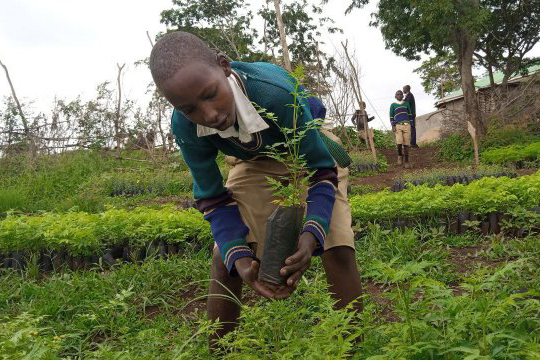 A boy planting a seedling