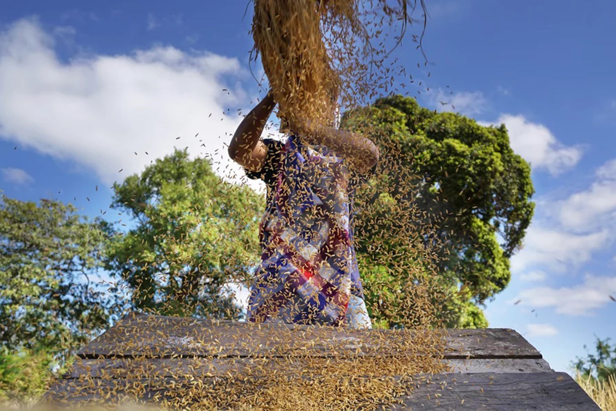 manually threshing wheat