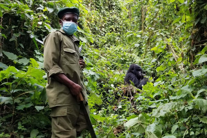 A man in uniform with a gun stands by a gorilla in the wild. 