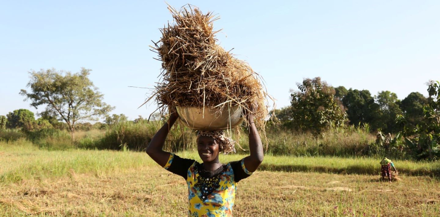 A rice producer in Cote d’Ivoire carries a full basket on her head.