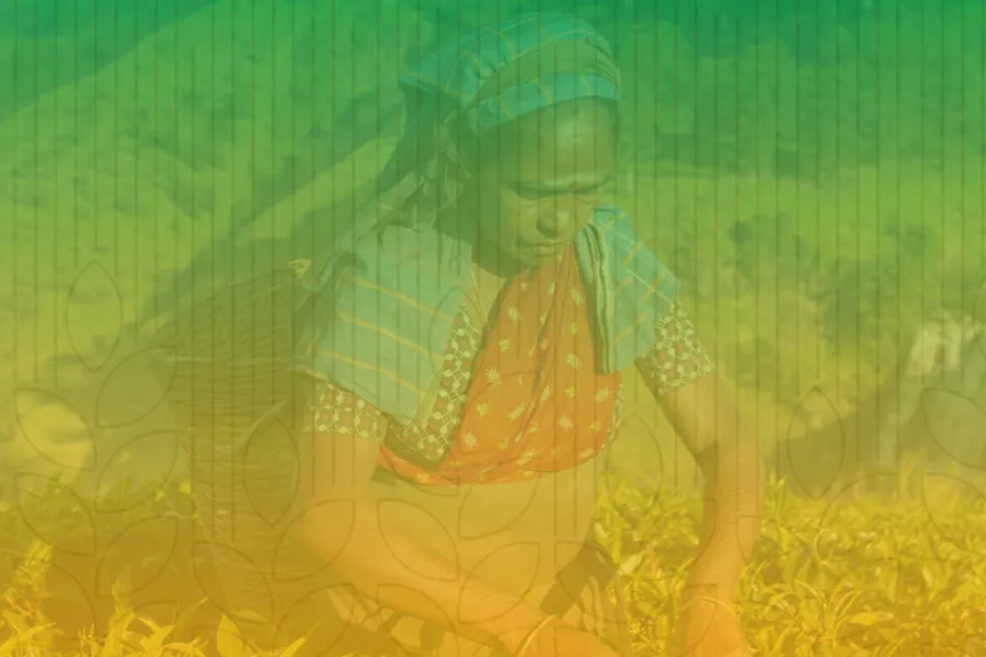 A photo illustration of a woman harvesting greens.