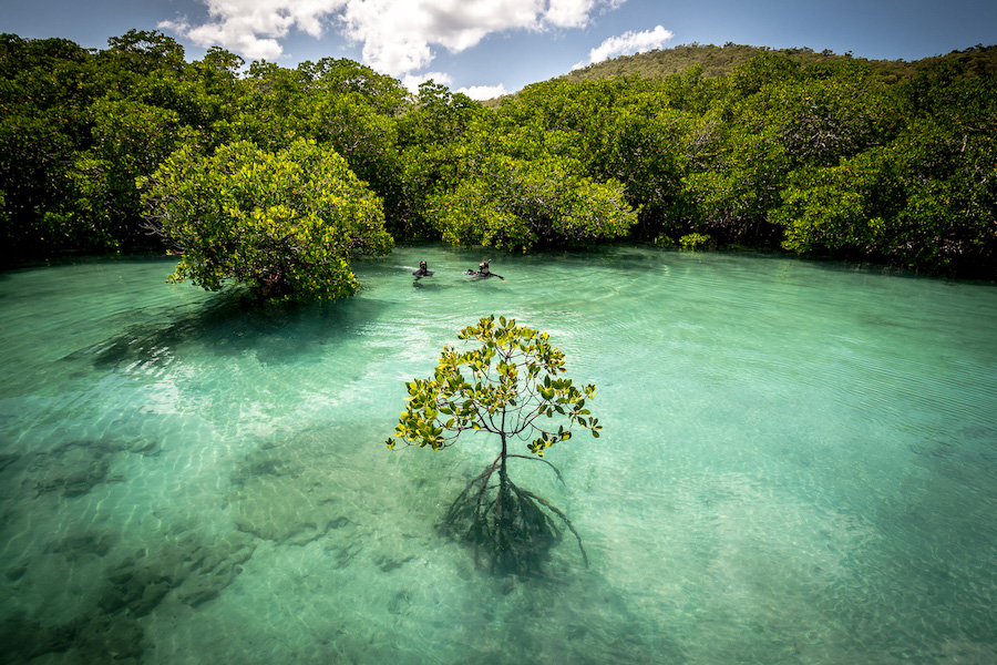 Mangroves surrounded by water 