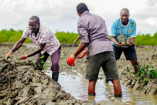 Three men plant trees in a swampy area