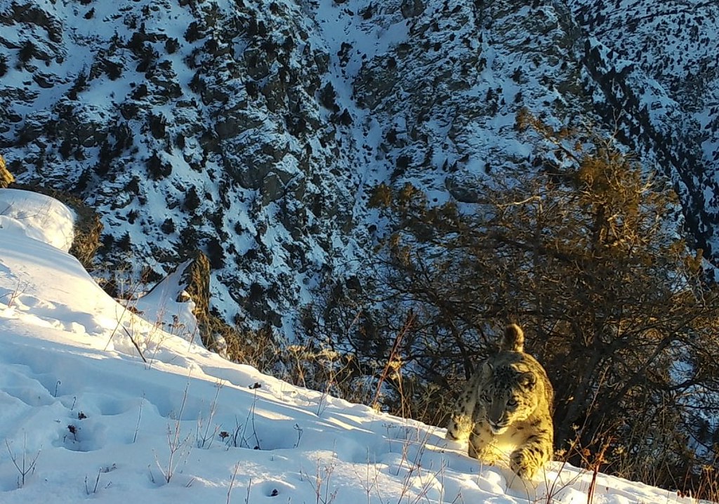 Leopard crouching in snow on mountain top