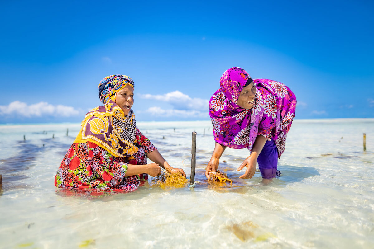 Two women in shallow water harvest seaweed.