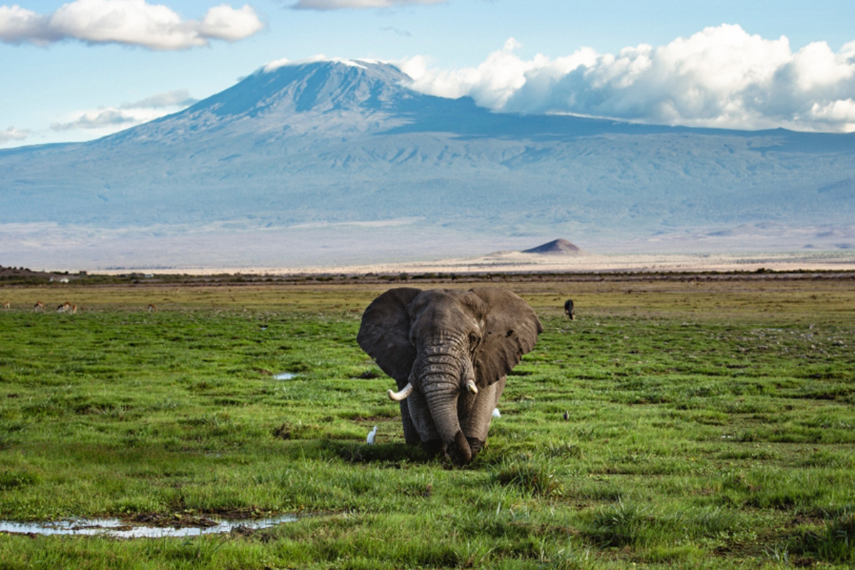 A bull elephants walks towards the camera with Mountain Kilimanjaro in the background.
