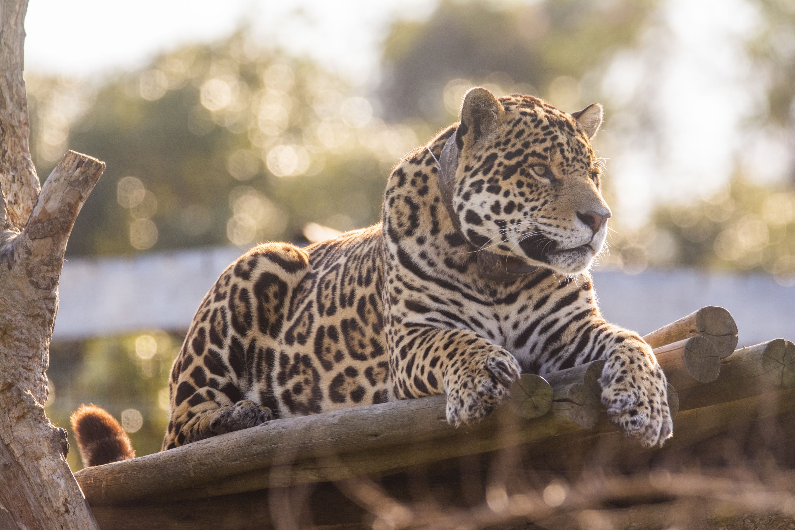Jaguar resting on logs 