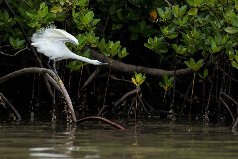 An egret flying off from a branch in a mangrove