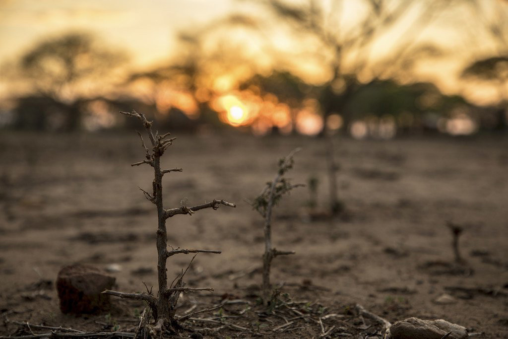 Crops withering in heat with the sun setting in the background. 