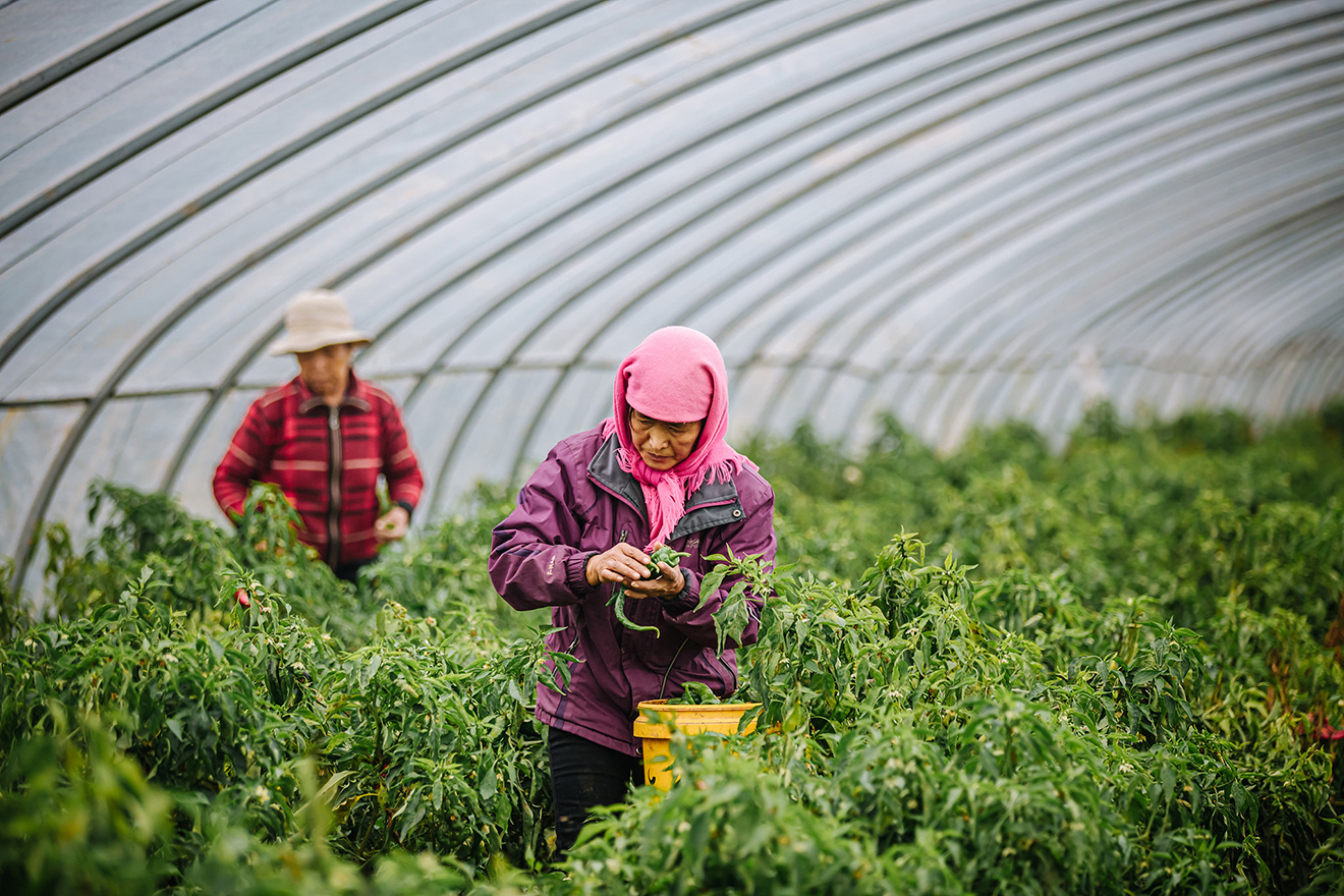 Woman working in an orchard