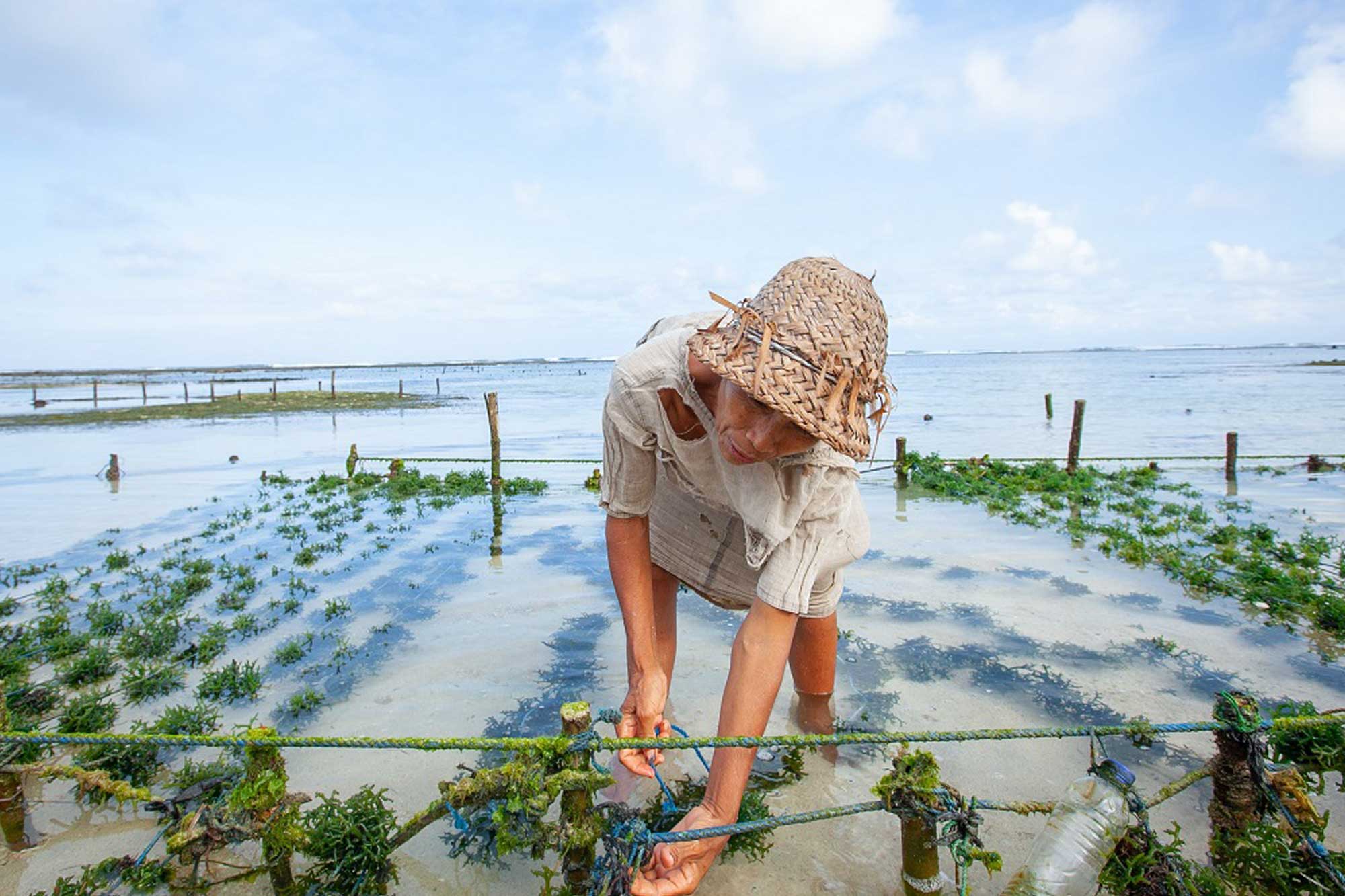 A woman wades in water, tending to her seaweed farm.