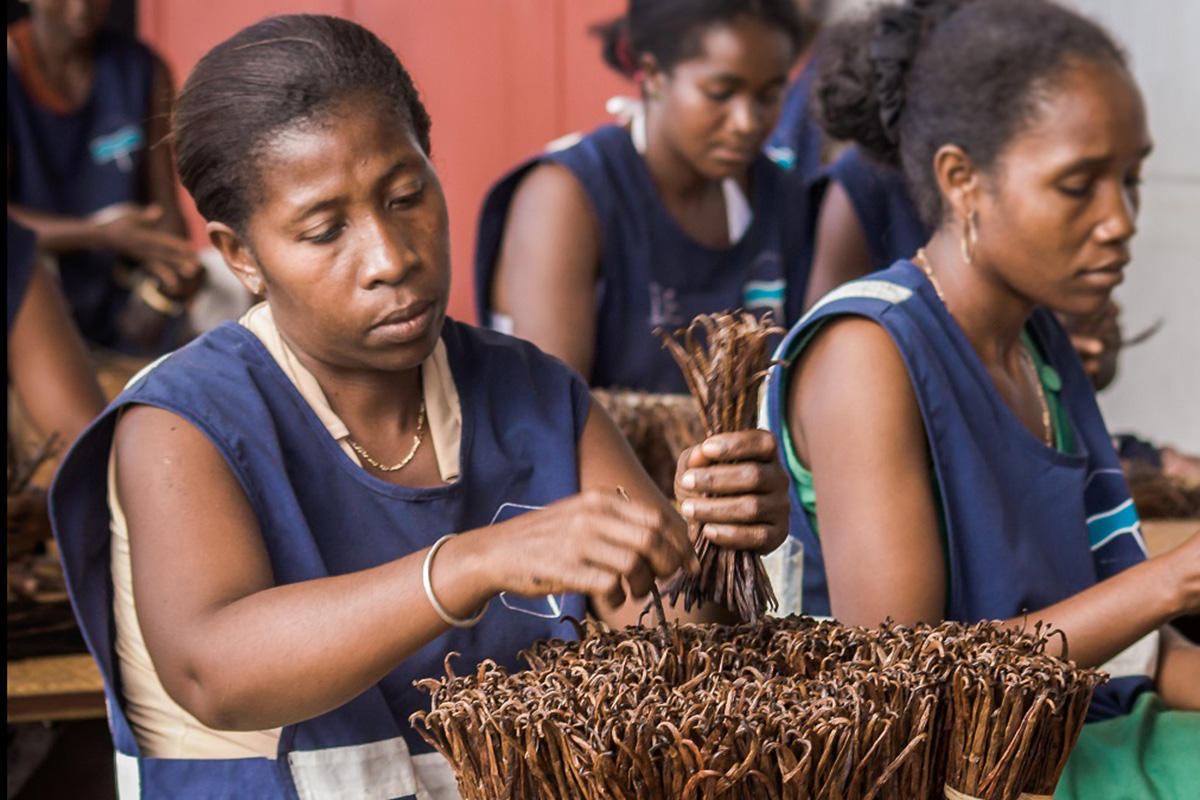 Women in uniform sit bunding vanilla beans.