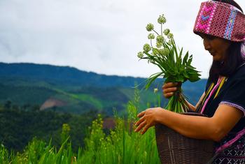 une femme autochtone rammassant des fleurs