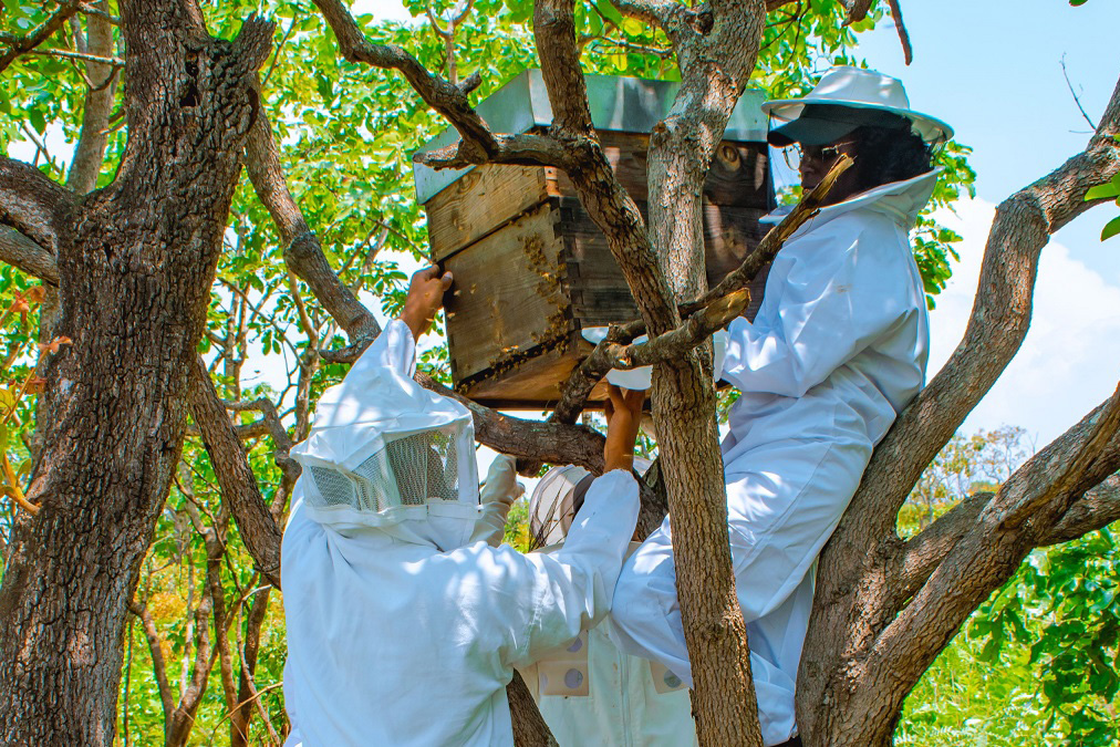 Two people in protective suits tend to a hive on a tree.