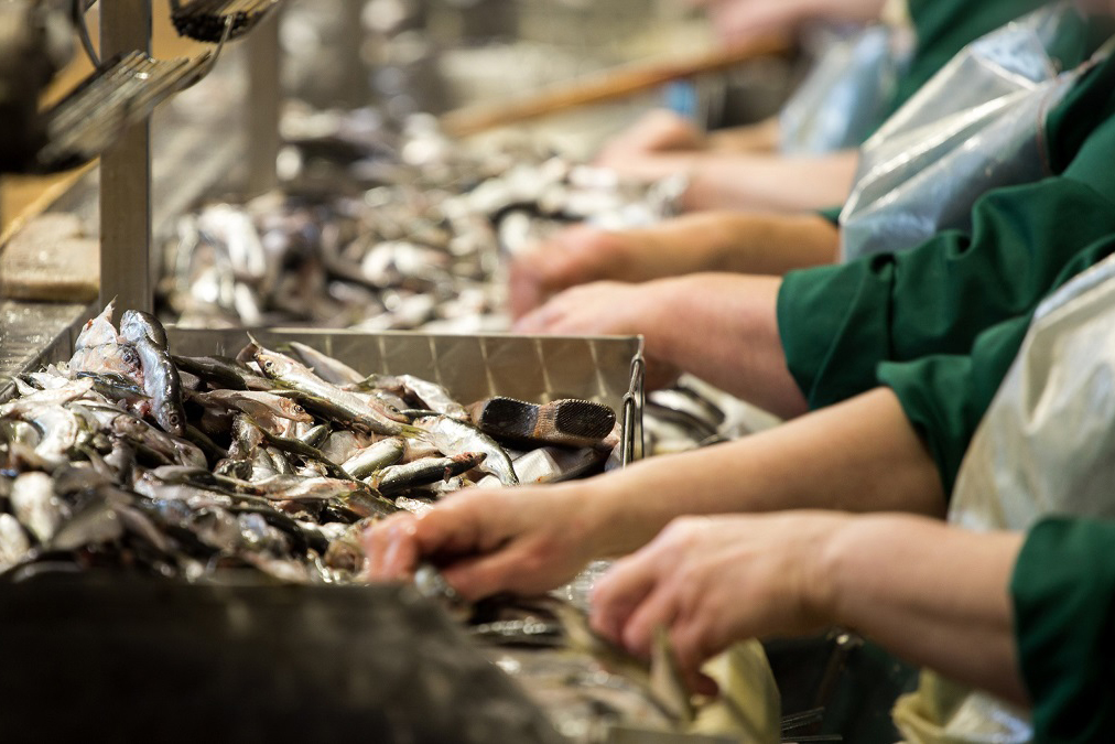Workers prepare fish for canning.