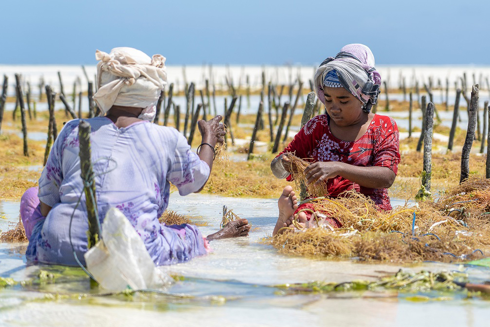 Two women sit on the shore collecting seaweed 