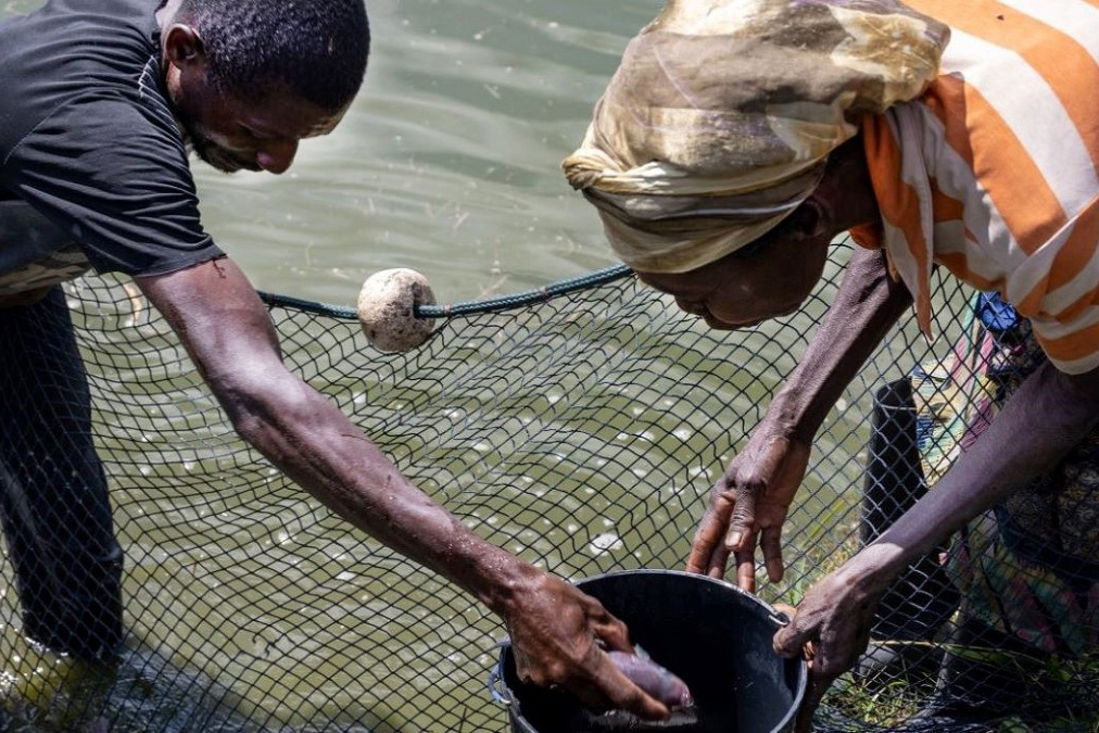 a man and a woman pull out fish from a fishing net