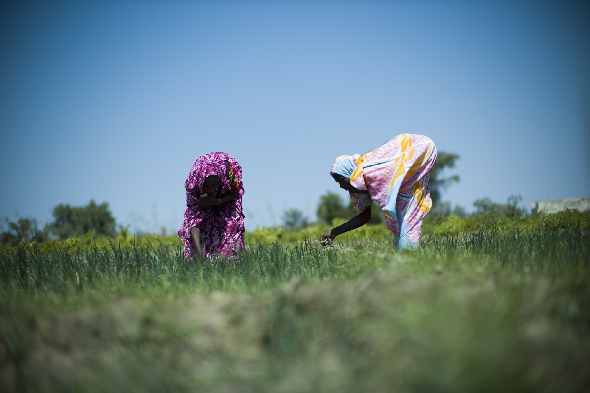 Two women foraging in grasslands.