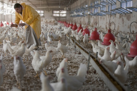 worker at a poultry breeding farm trying to catch a chicken