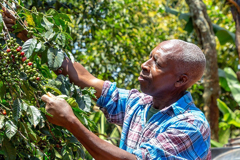 Man pruning his coffee bush
