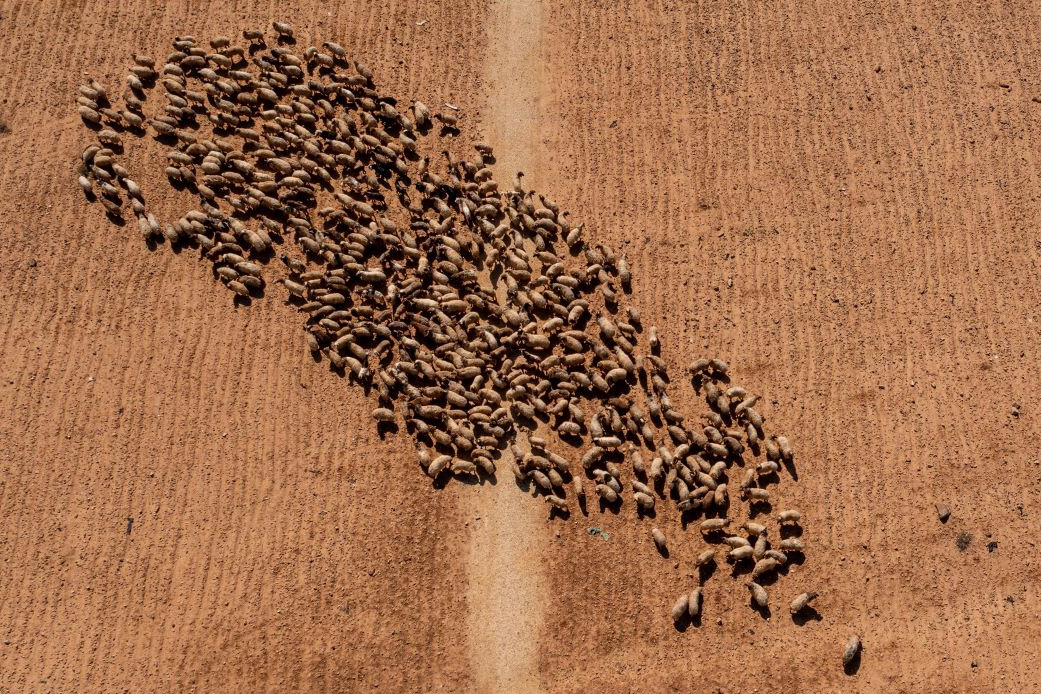 Aerial view of sheep