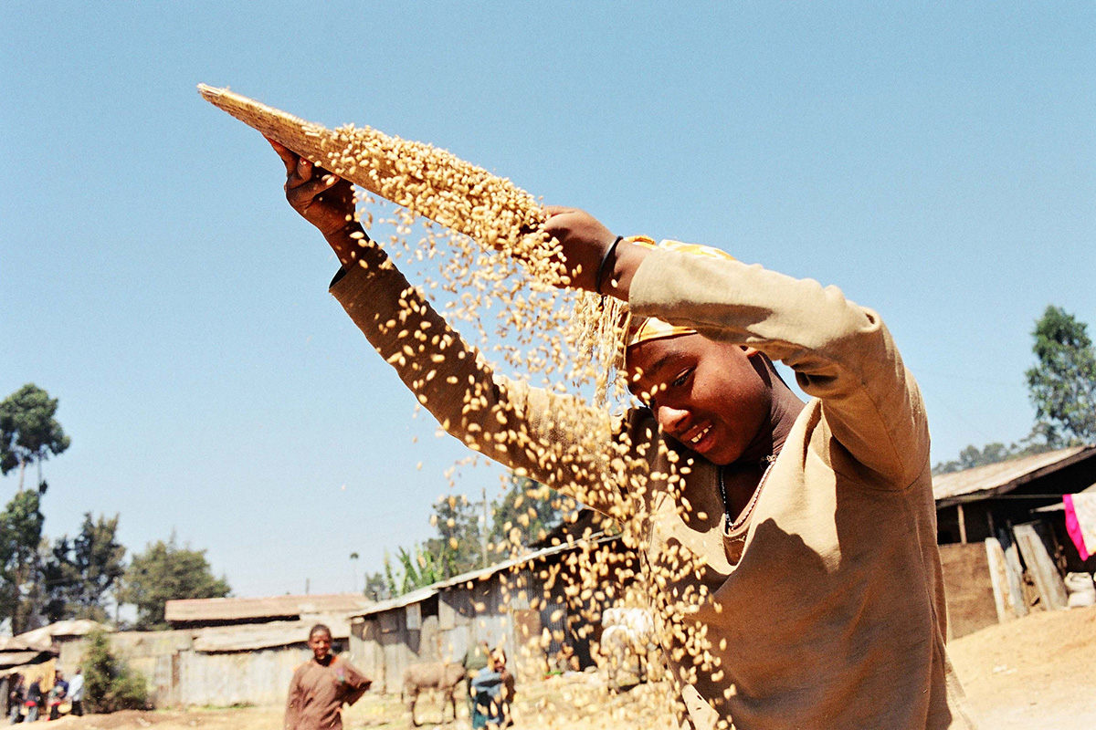 Agricultural worker sorting grains in Ethiopia