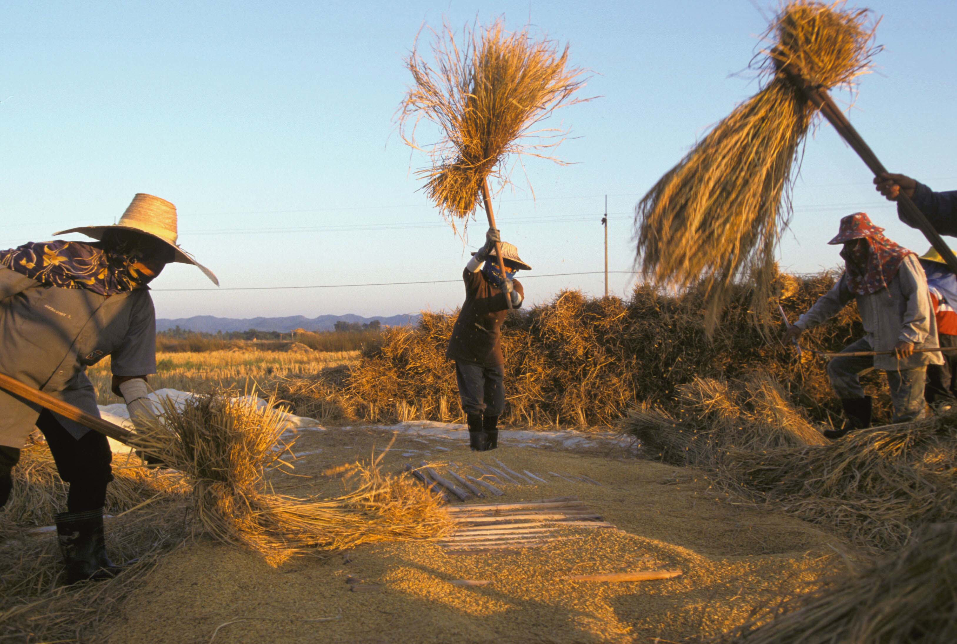 Four people, covering from the sun, threshing rice in a field in Lampang.