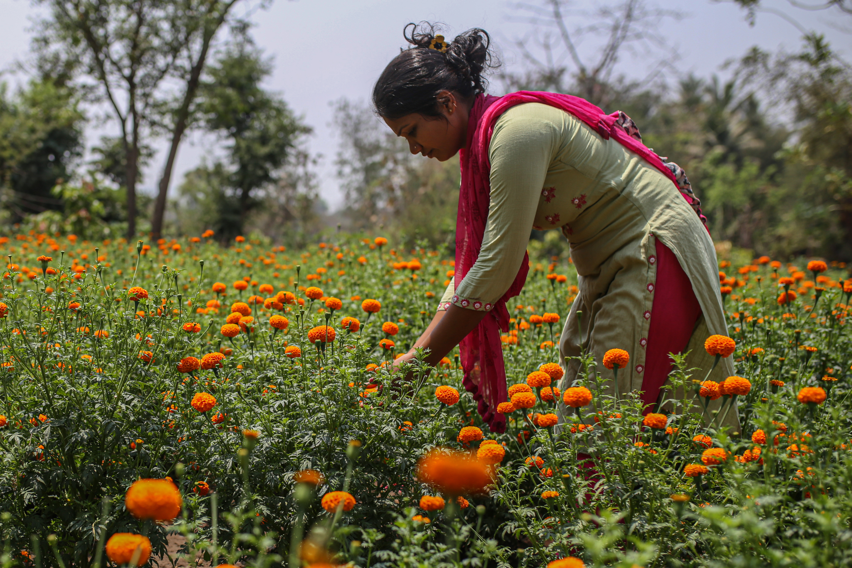 A woman tending to her marigold farm.