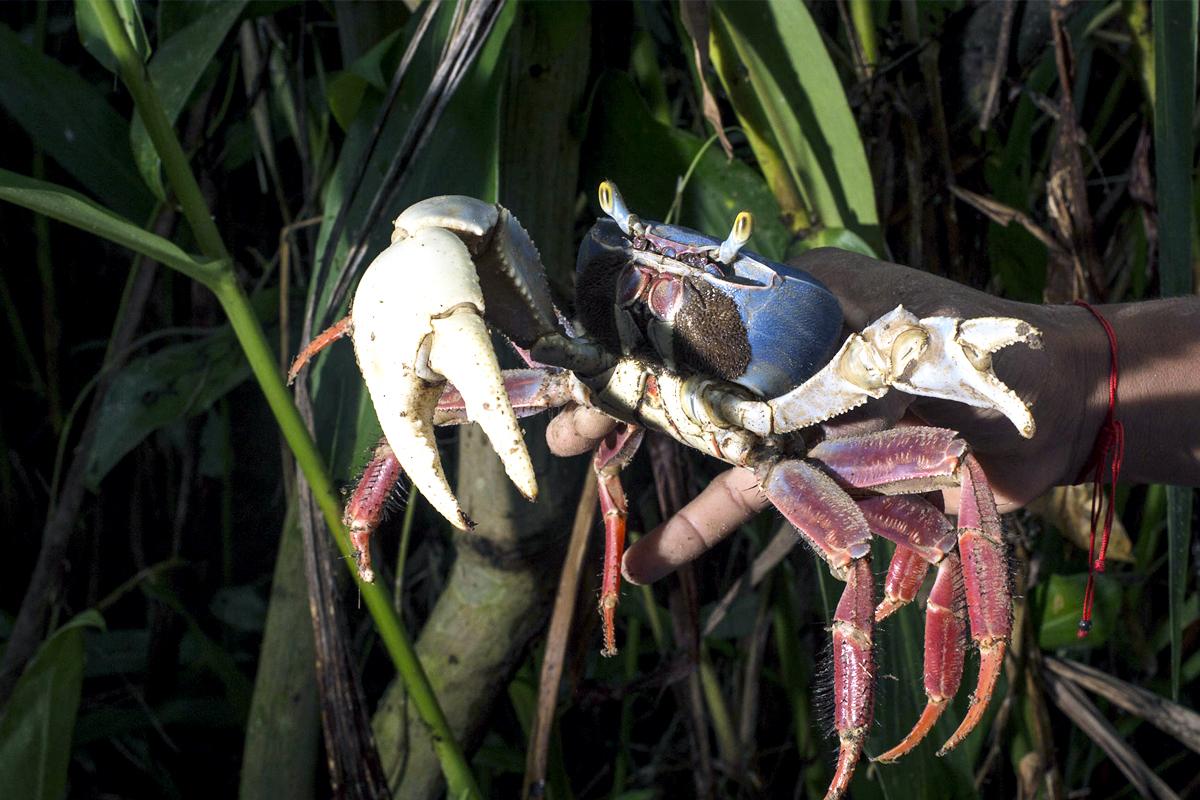 hand holding up a crab