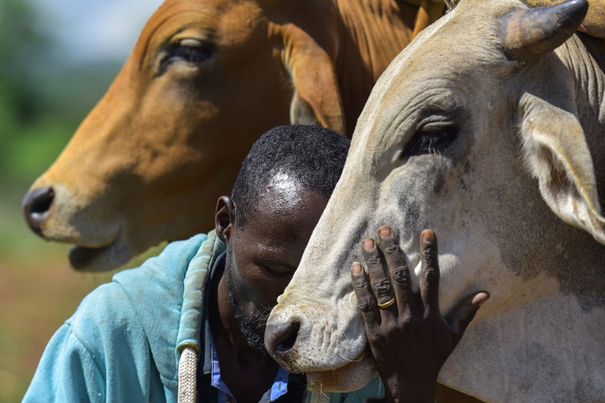 A man hugs his cattle