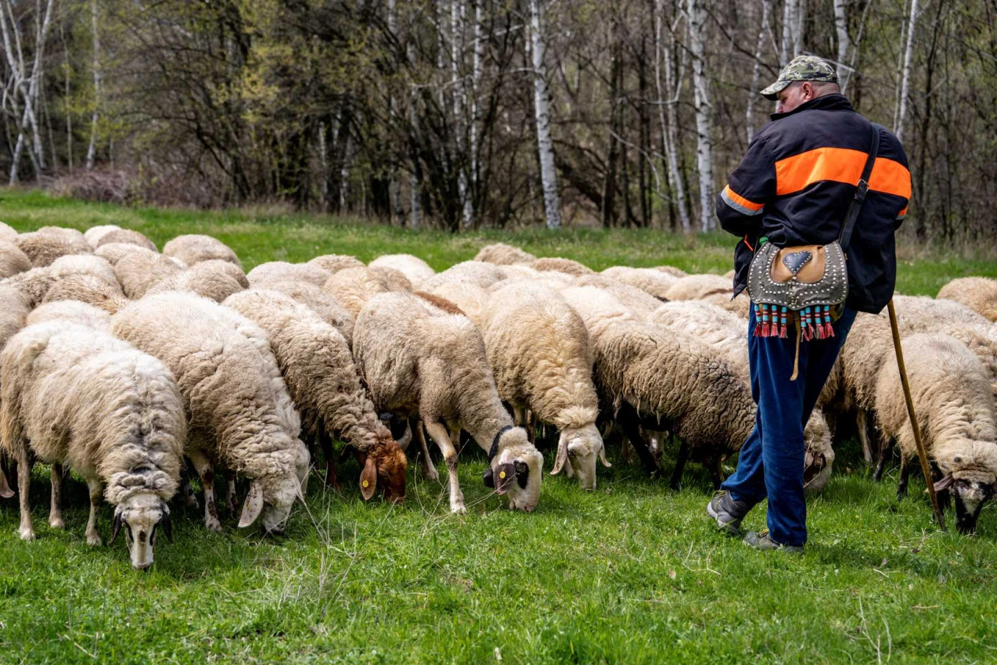 man herding sheep
