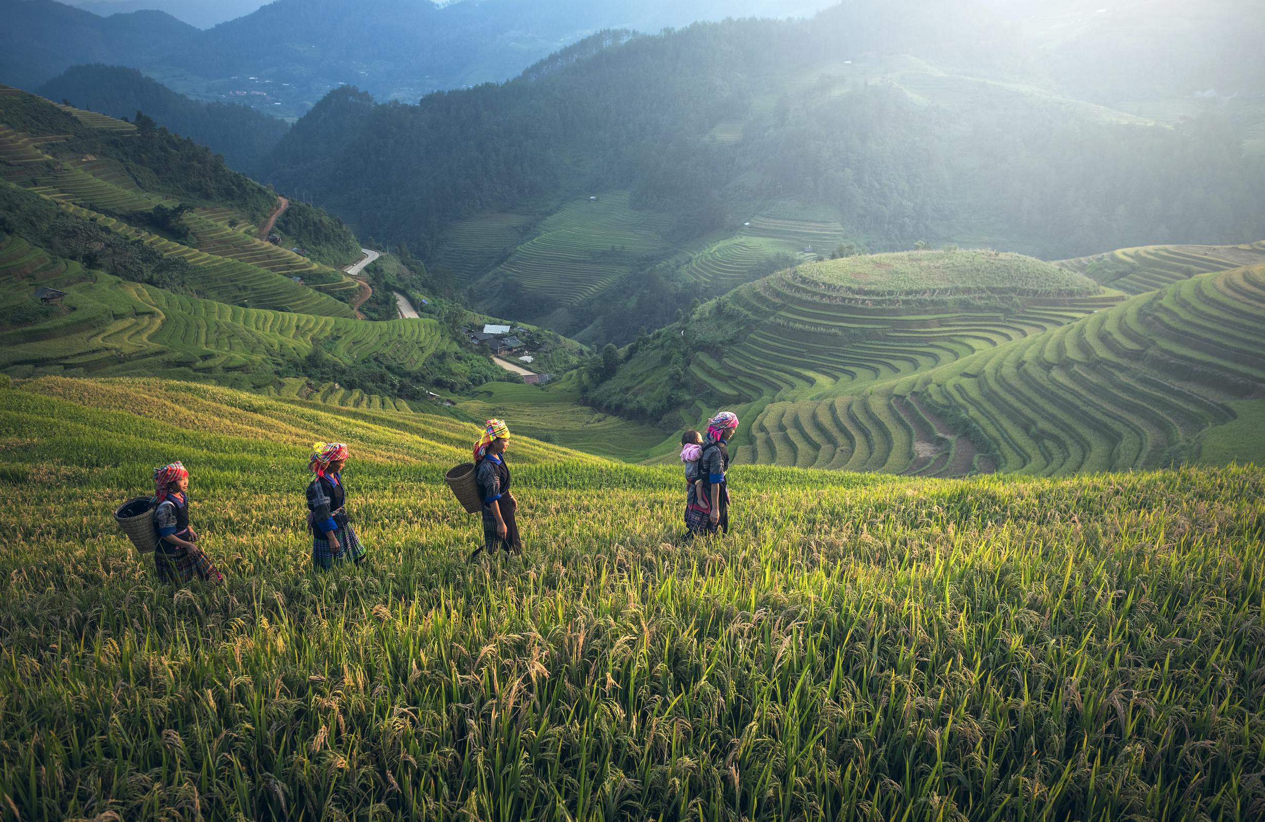 Women in a rice field nestled amid mountainous terrain