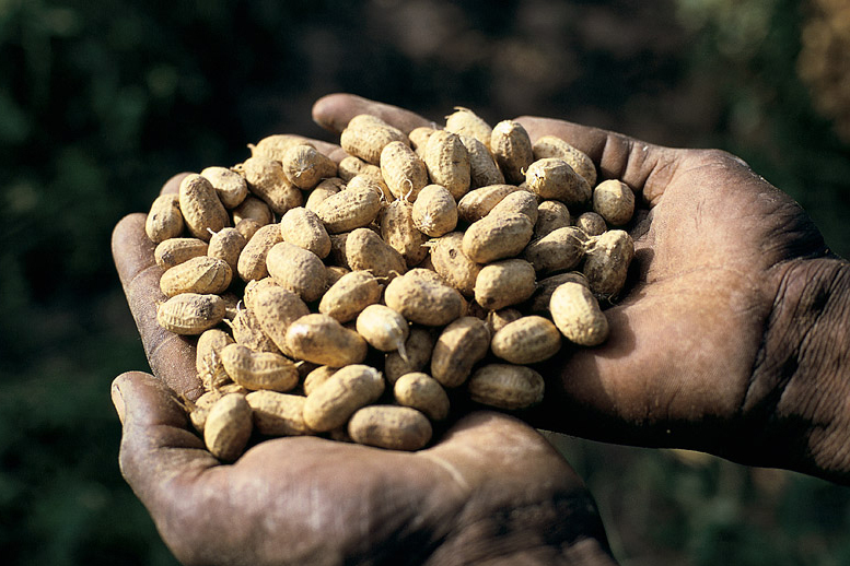 Handful of peanuts.