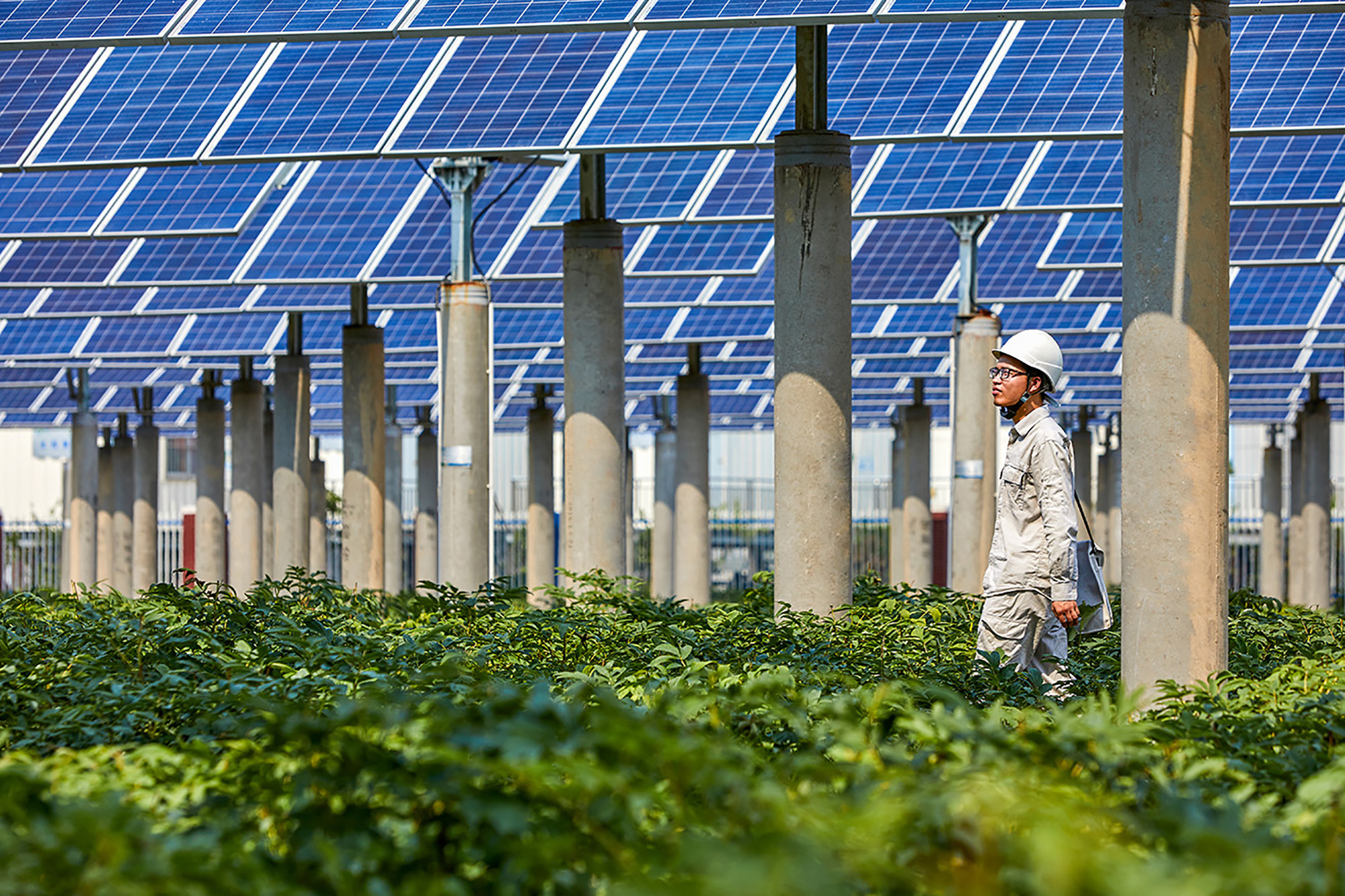 Young Asian engineer inspecting a solar photovoltaic district.