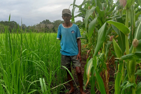 A farmer standing next to his crop of grown maize.