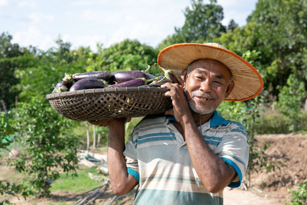 A famer holding a harvest of eggplants. 
