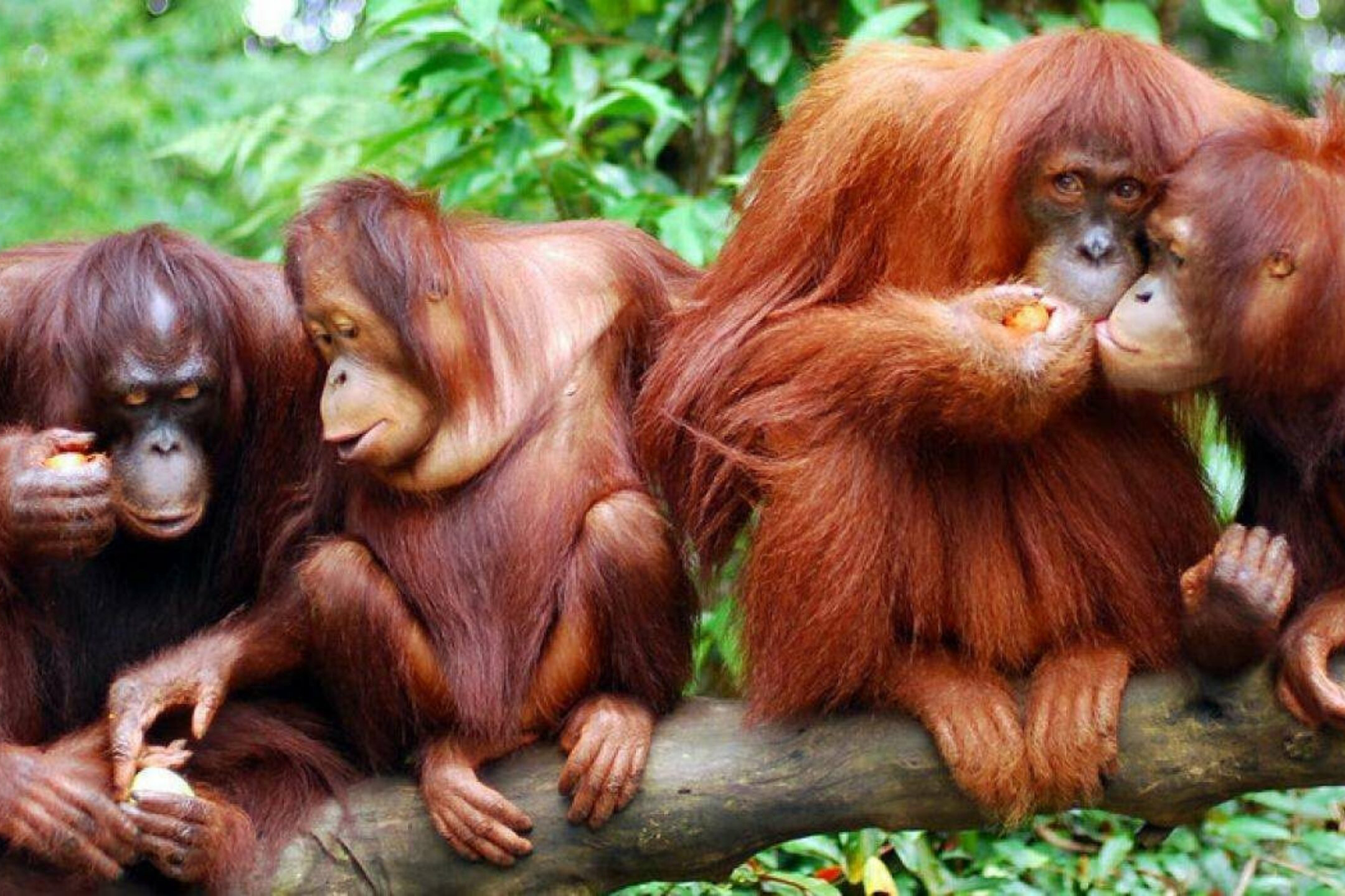 A congress of orangutans.