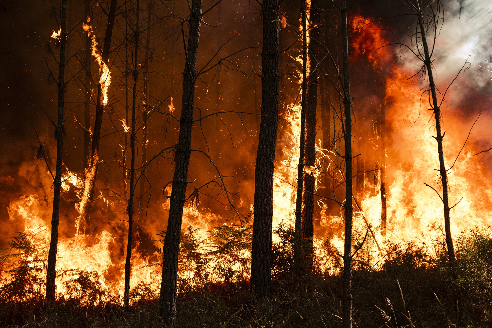 Medium shot of a burning forest.