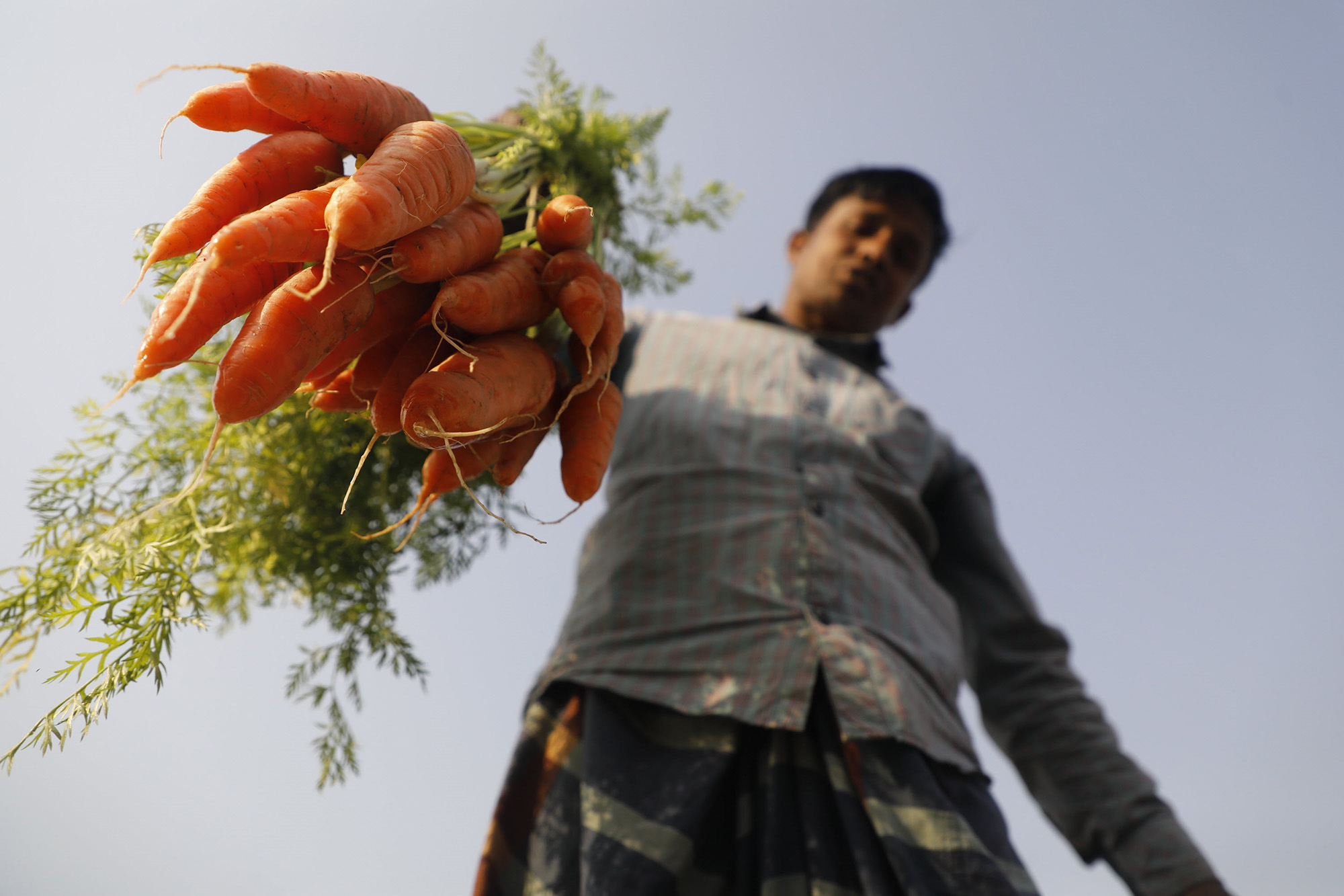 A man holding a bunch of carrots.