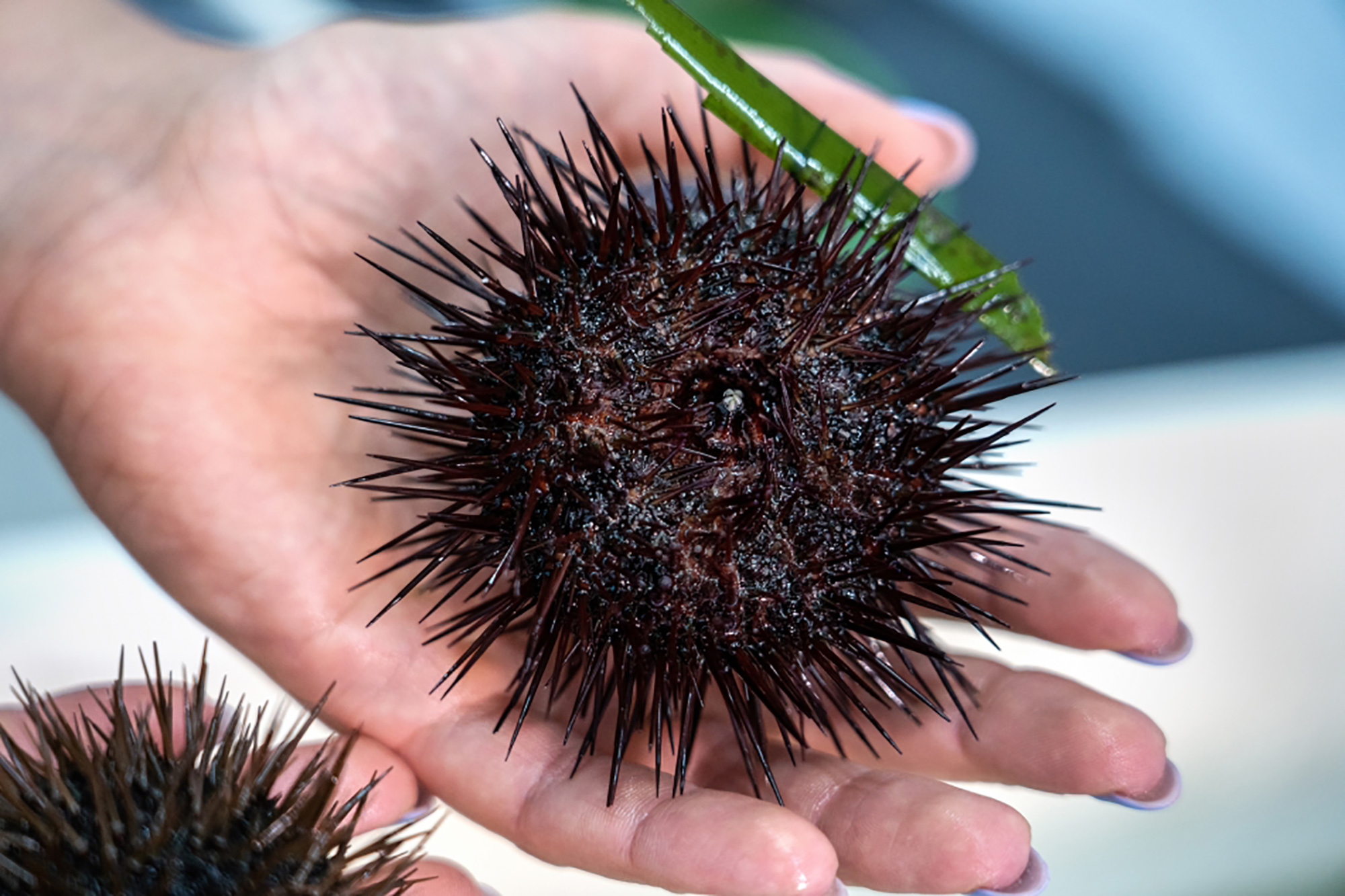 Close-up of a sea urchin.