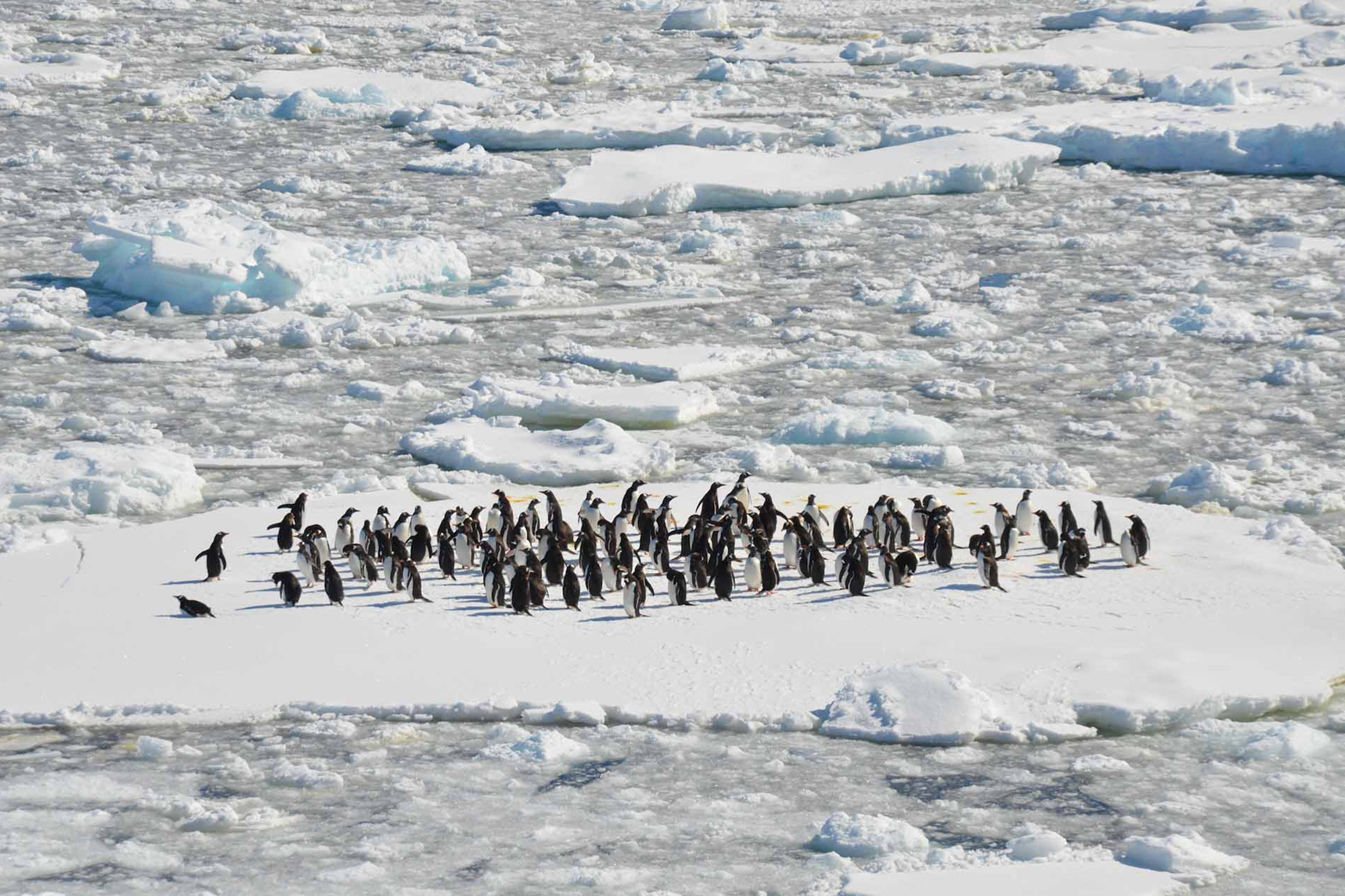 Emperor penguins on a big mass of floating ice. 