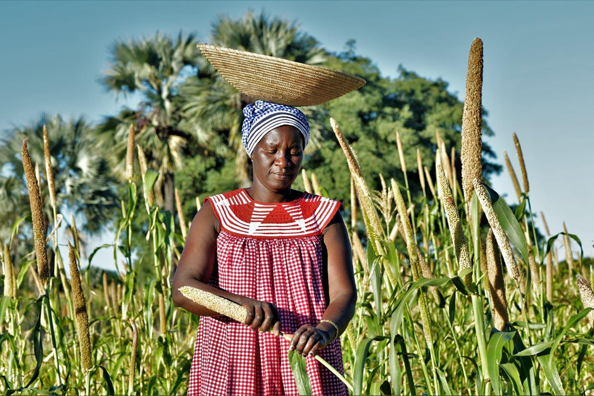  A woman harvesting Pearl Millet after a morning gathering Marula fruit to make traditional beer and oil.