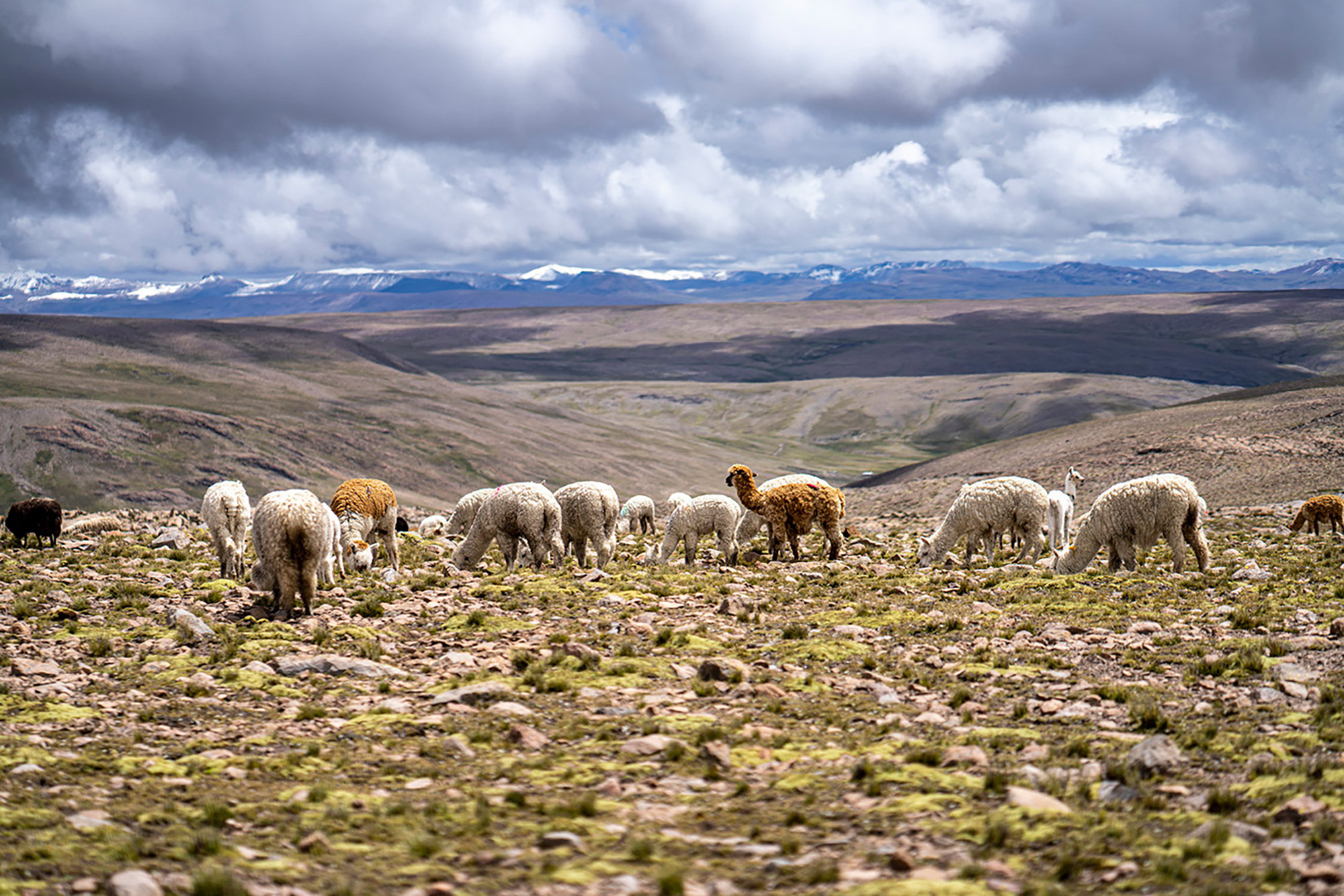 A group of lamas and alpacas in a mountain landscape.