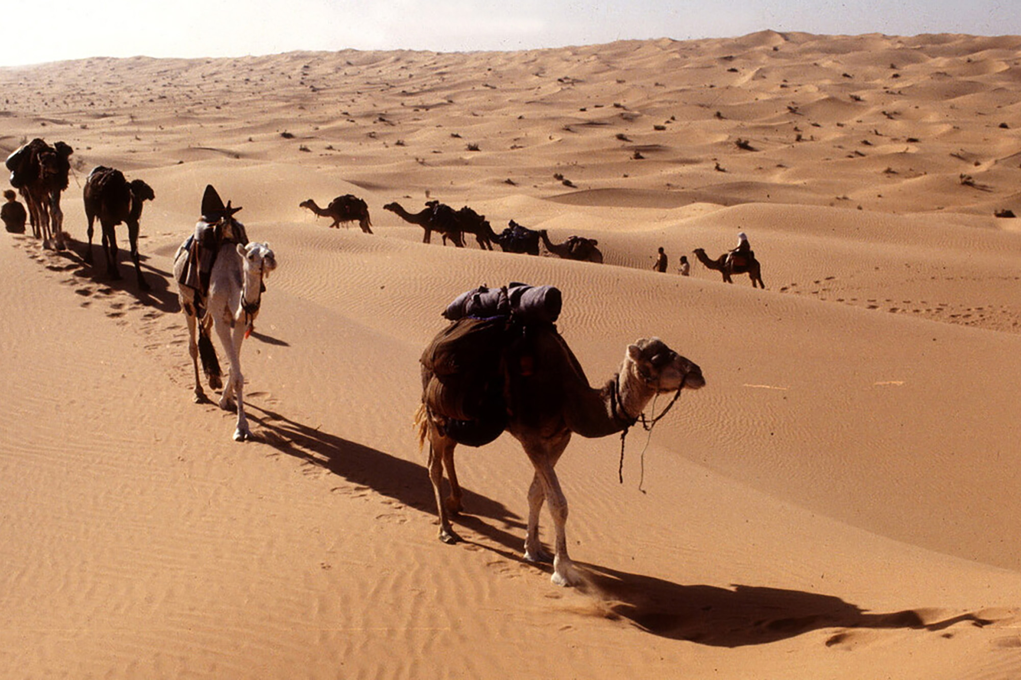 A group of people riding camels in the desert.