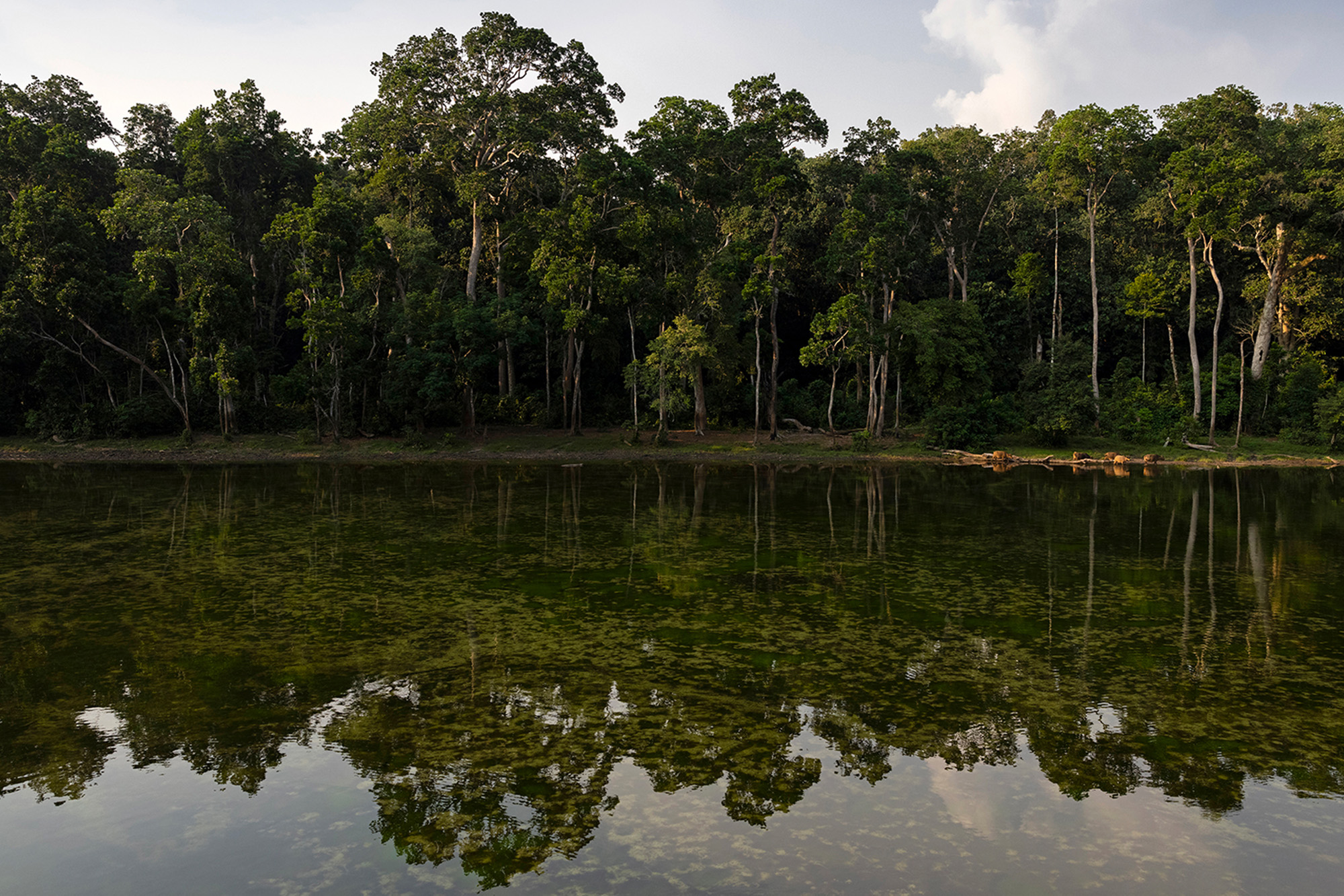 Arbres et végétation se reflétant dans les eaux du fleuve Congo.