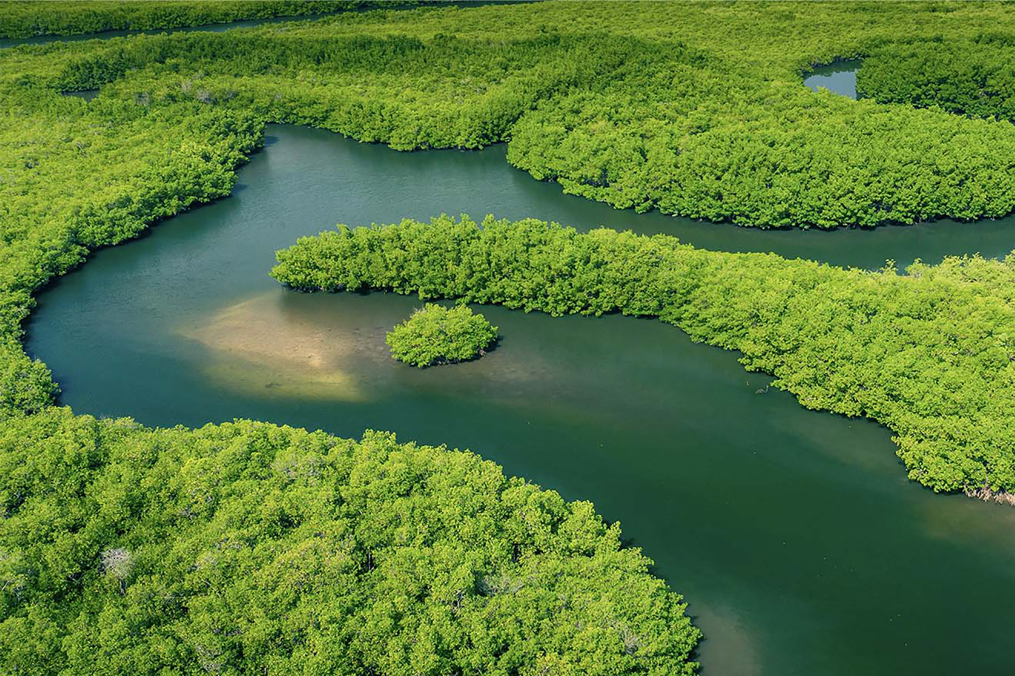 Bird's eye view of a green forest in the Amazon rainforest