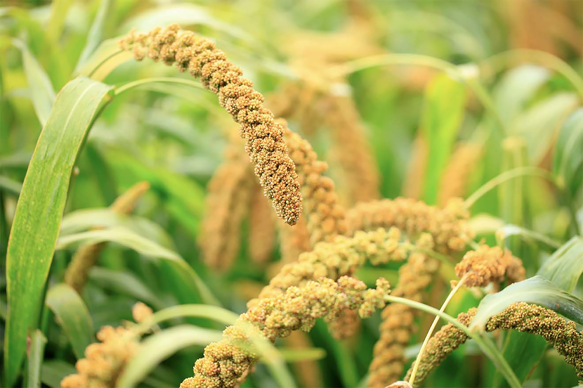 Close up photo of millets.